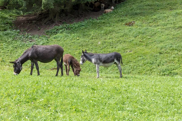 Grazing Donkeys Val Venosta South Tyrol Italy — Stock Photo, Image