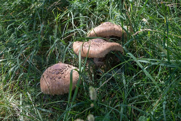 Cogumelos Prado Val Venosta Sul Tirol Itália — Fotografia de Stock