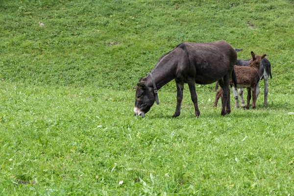 Grazing Donkeys Val Venosta South Tyrol Italy — Stock Photo, Image