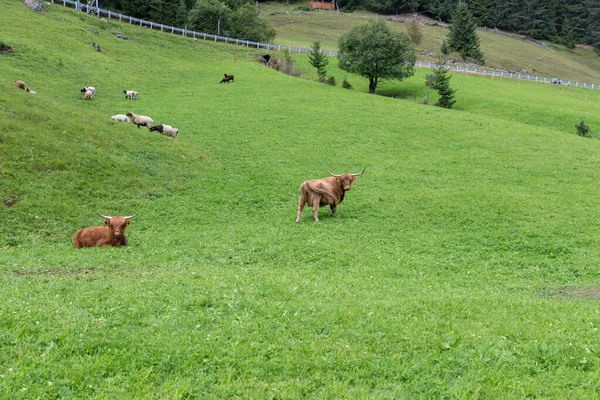 Пасущиеся Буйволы Val Venosta South Tyrol Italy — стоковое фото