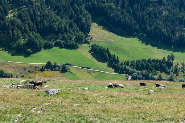 Hegyi Útvonal Dél Tirol Olaszország — Stock Fotó