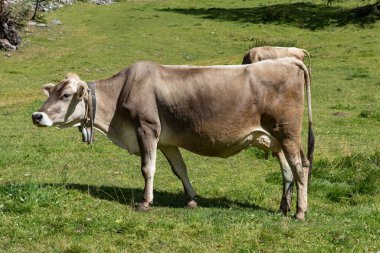 Otlayan inekler Val Venosta, Güney Tyrol İtalya