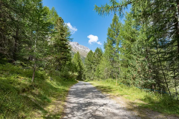 Bergsled Sydtyrolen Italien — Stockfoto