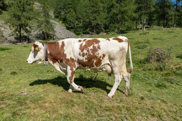 Grazing Cows Val Venosta South Tyrol Italy — стокове фото