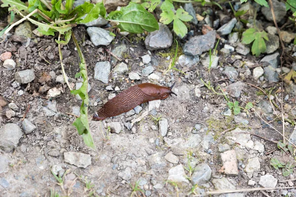 Kabuksuz salyangoz Limacidi.