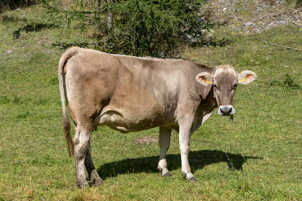 Grazing Cows Val Venosta South Tyrol Italy — стокове фото