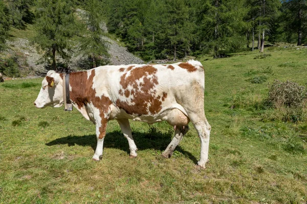 Otlayan Inekler Val Venosta Güney Tyrol Talya — Stok fotoğraf