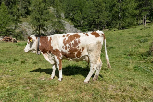 Vacas Pastoreo Val Venosta Tirol Del Sur Italia — Foto de Stock