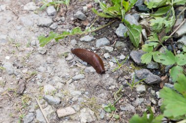 Kabuksuz salyangoz Limacidi.