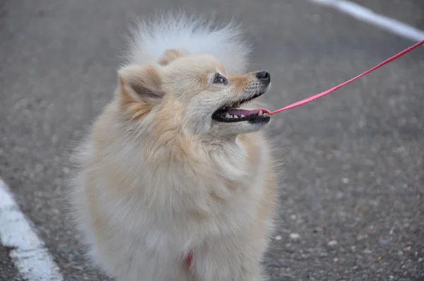 夏ショー犬 — ストック写真