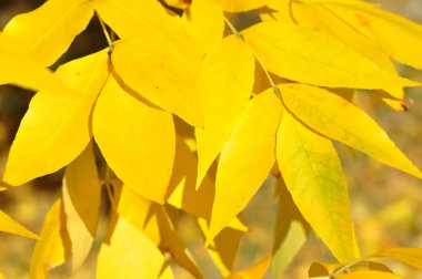 Sonbahar Yaprakları