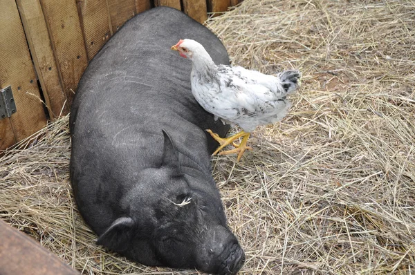 Pig and chicken — Stock Photo, Image