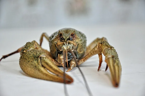 Crustacean — Stockfoto