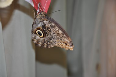 20 gün yaşayan kelebek