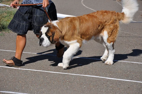 Letní soutěžní pes — Stock fotografie