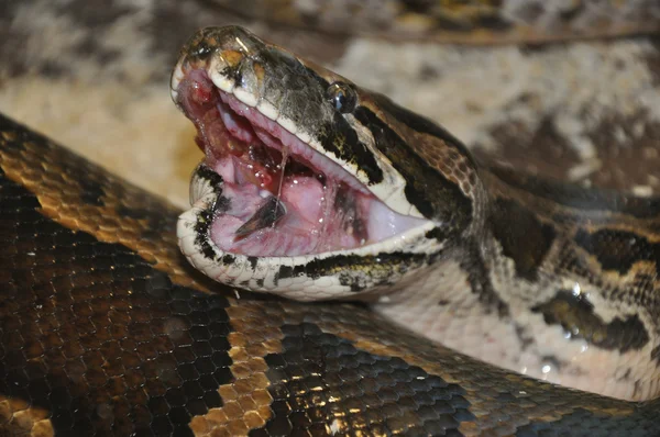 2013 año de la serpiente — Foto de Stock