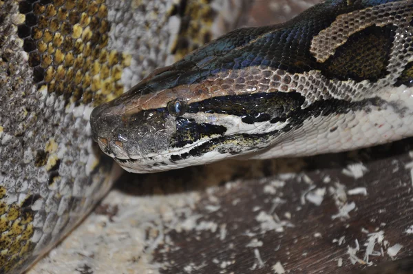 2013 año de la serpiente — Foto de Stock