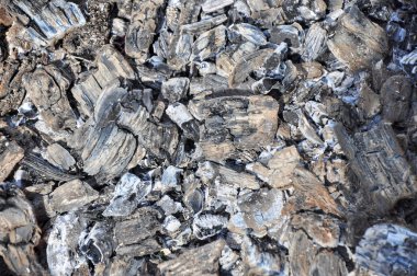 et yemek pişirmek için odun kömürü