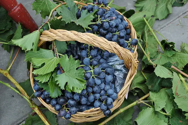 Herfst geschenken van de natuur — Stockfoto