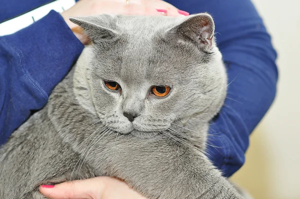 La exposición de gatos — Foto de Stock