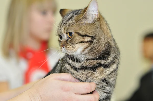 La mostra dei gatti — Foto Stock