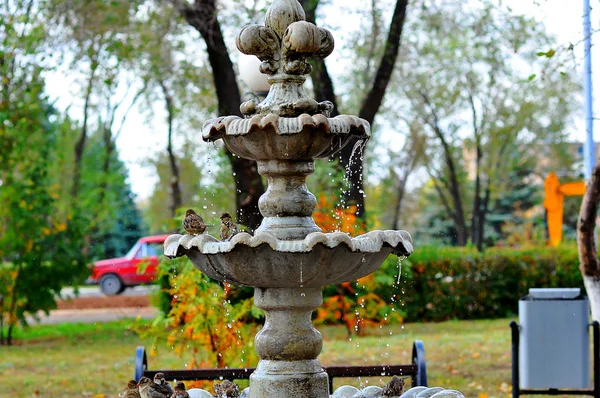 La fontaine et le Moineau — Photo