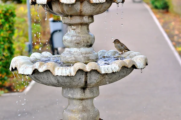 La fontana e il Passero — Foto Stock