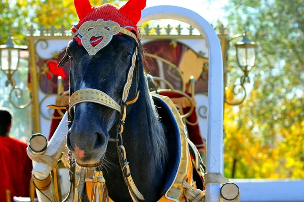 Wedding horse — Stock Photo, Image