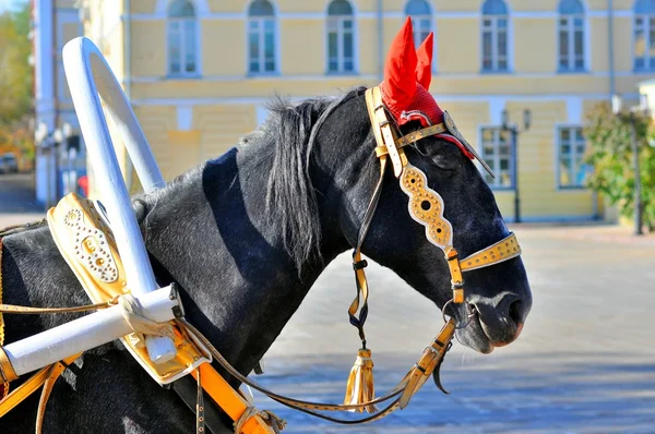 Wedding horse — Stock Photo, Image