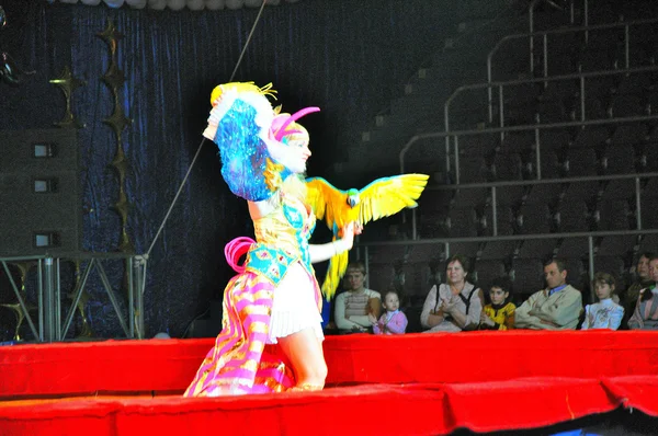Perroquets dans l'arène du cirque — Photo