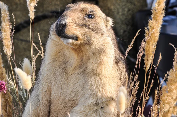 Marmot - mammal, representative of rodents — Stock Photo, Image