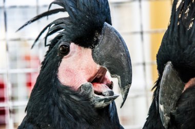 Palmiye kakadusu siyah veya