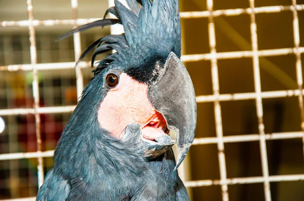 Black Palm cockatoo or — Stock Photo, Image