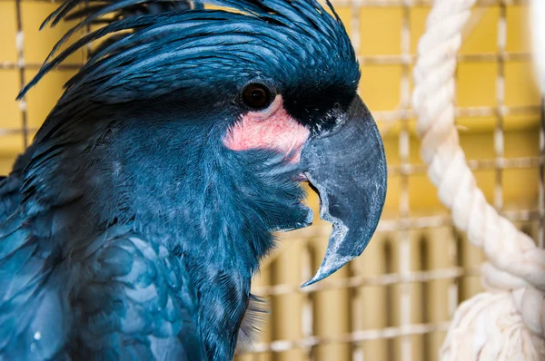 Black Palm cockatoo or — Stock Photo, Image