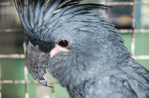 Black Palm cockatoo or — Stock Photo, Image