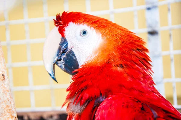 Scarlet Macaw Ara or Macaw Ara — Stock Photo, Image