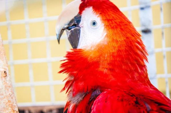 Scarlet Macaw Ara or Macaw Ara — Stock Photo, Image
