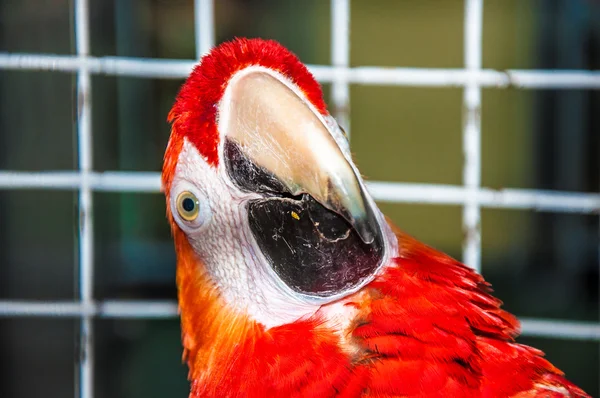 猩红色的金刚鹦鹉 ara 或金刚鹦鹉 ara — 图库照片