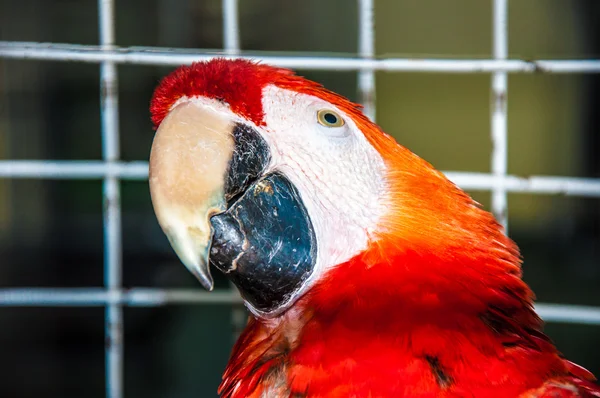 Scarlet Macaw Ara or Macaw Ara — Stock Photo, Image