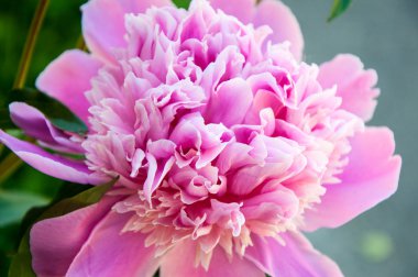 Şakayık en lüks çiçek bitki biridir