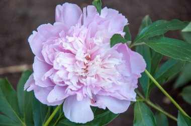 Şakayık en lüks çiçek bitki biridir