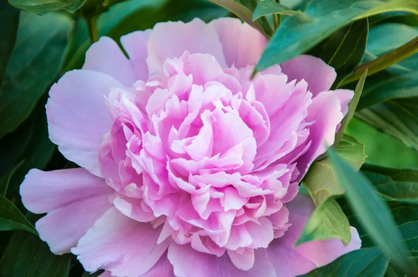 Pivoine est l'une des plantes de fleurs les plus luxueuses — Photo