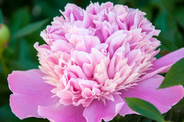 Pivoine est l'une des plantes de fleurs les plus luxueuses — Photo