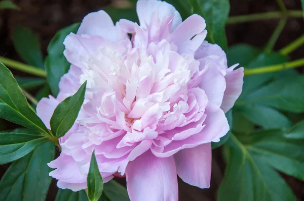 Peony é uma das plantas de flor mais luxuosas — Fotografia de Stock