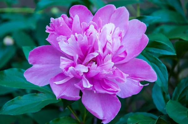 Peony é uma das plantas de flor mais luxuosas — Fotografia de Stock