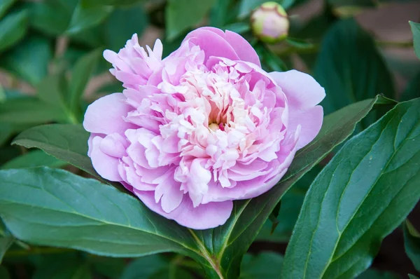 Peony é uma das plantas de flor mais luxuosas — Fotografia de Stock