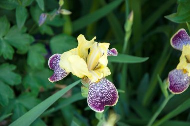 Iris Bahçe peyzaj tasarımı için idealdir