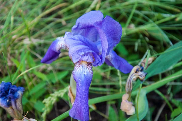 IRIS Garden est parfait pour l'aménagement paysager — Photo