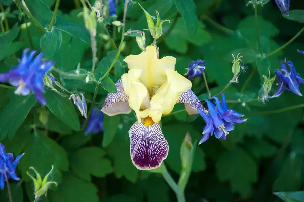 Iris Bahçe peyzaj tasarımı için idealdir — Stok fotoğraf