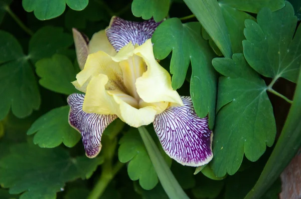 Jardim IRIS é perfeito para o projeto da paisagem — Fotografia de Stock